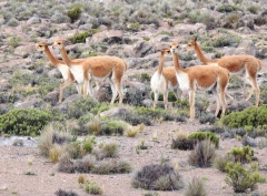 Дикие викуньи — родственники верблюдов одомашниванию не поддаются Дикие викуньи — родственники верблюдов одомашниванию не поддаются