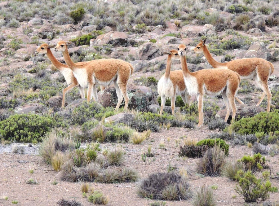 Дикие викуньи — родственники верблюдов одомашниванию не поддаются Дикие викуньи — родственники верблюдов одомашниванию не поддаются