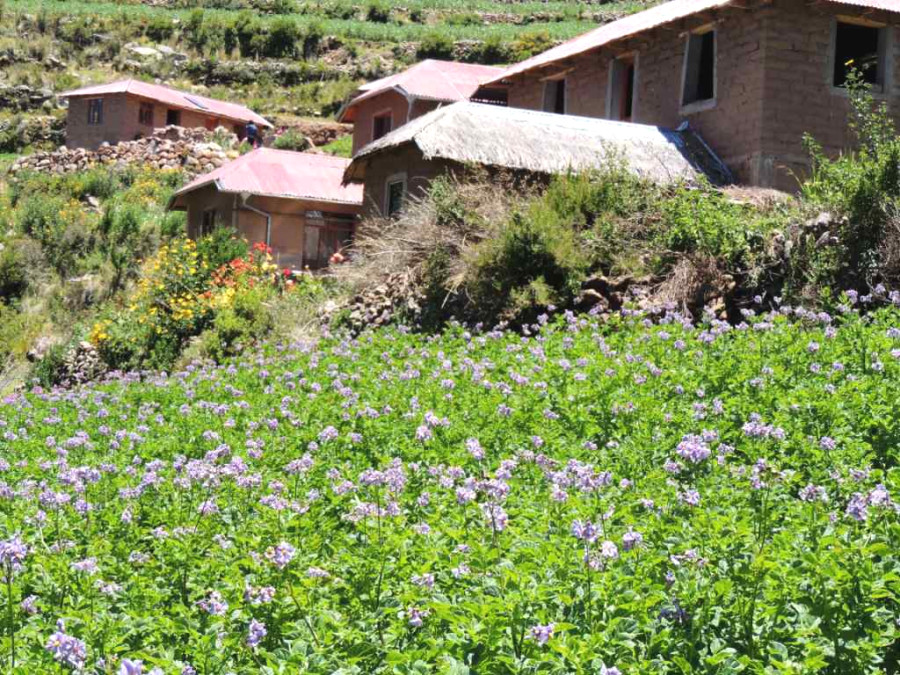 Картофельные поля в цвету на своей исторической родине Картофельные поля в цвету на своей исторической родине