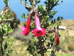 Цветы диких кустарников мастера используют в орнаментах на тканых коврах ручной работы Цветы диких кустарников мастера используют в орнаментах на тканых коврах ручной работы