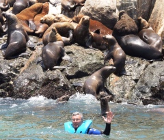 Свободное общение с морскими львами на острове Паломино Свободное общение с морскими львами на острове Паломино
