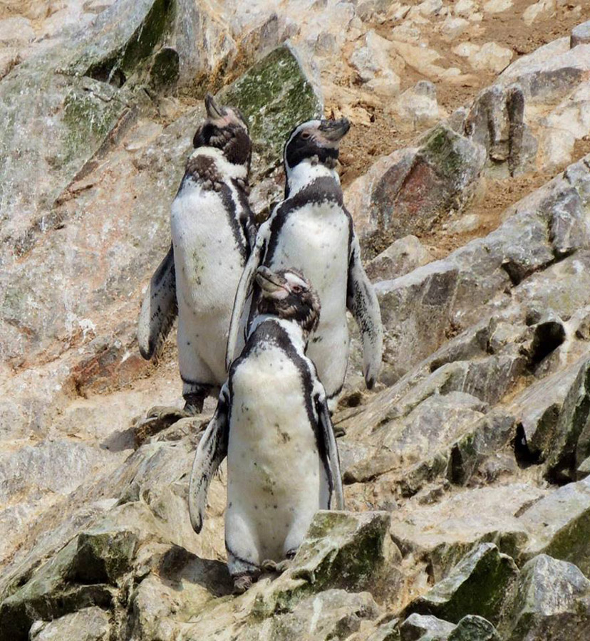 Пингвины Гумбольдта Пингвины Гумбольдта