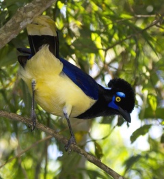 Плюшевоголовая разноцветная сойка, или голубая хохлатая ворона Плюшевоголовая разноцветная сойка, или голубая хохлатая ворона