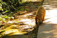 Носуха Носуха