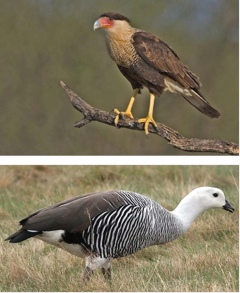 Каракара и магелланов гусь Каракара и магелланов гусь