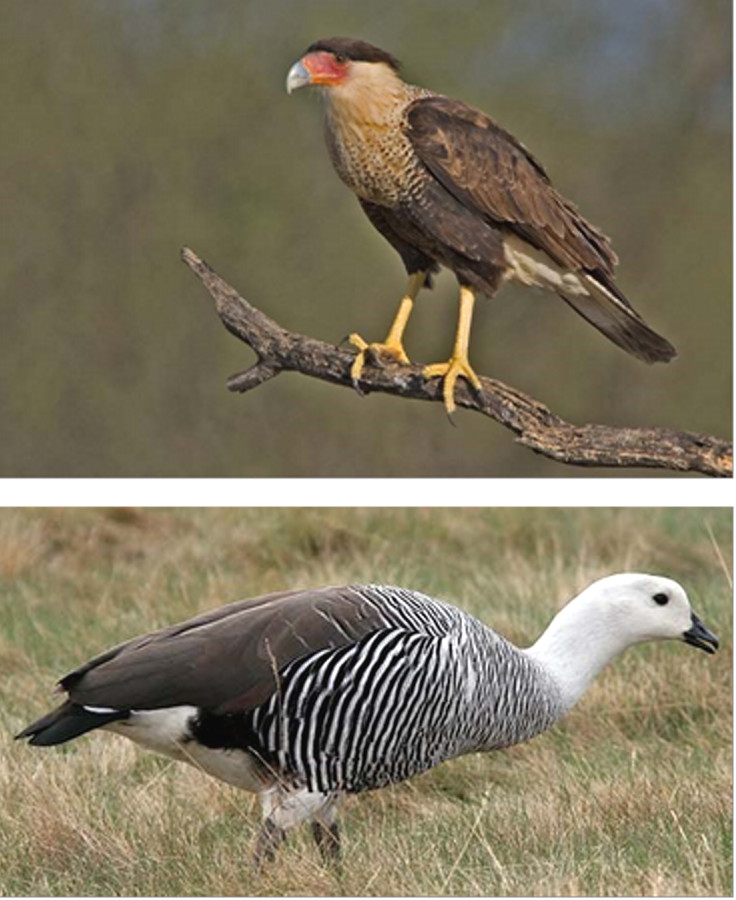 Каракара и магелланов гусь Каракара и магелланов гусь