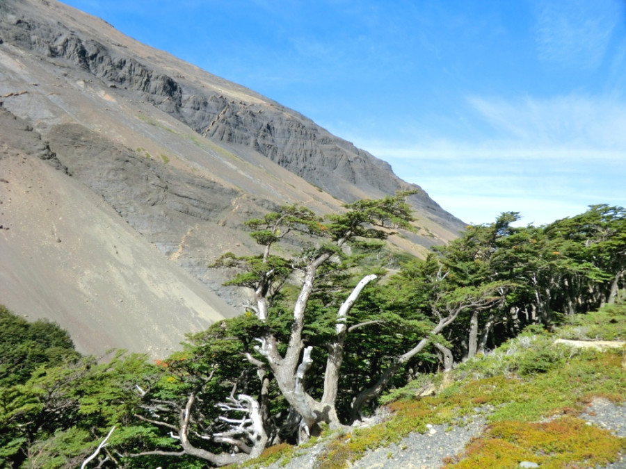 Первозданные леса из нотофагуса Первозданные леса из нотофагуса
