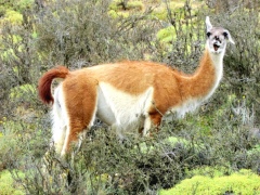 Лама в национальном парке Лама в национальном парке