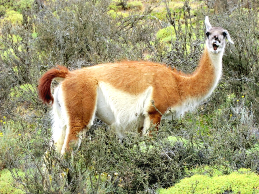 Лама в национальном парке Лама в национальном парке
