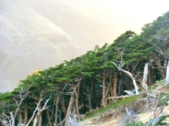 Первозданные леса из нотофагуса Первозданные леса из нотофагуса