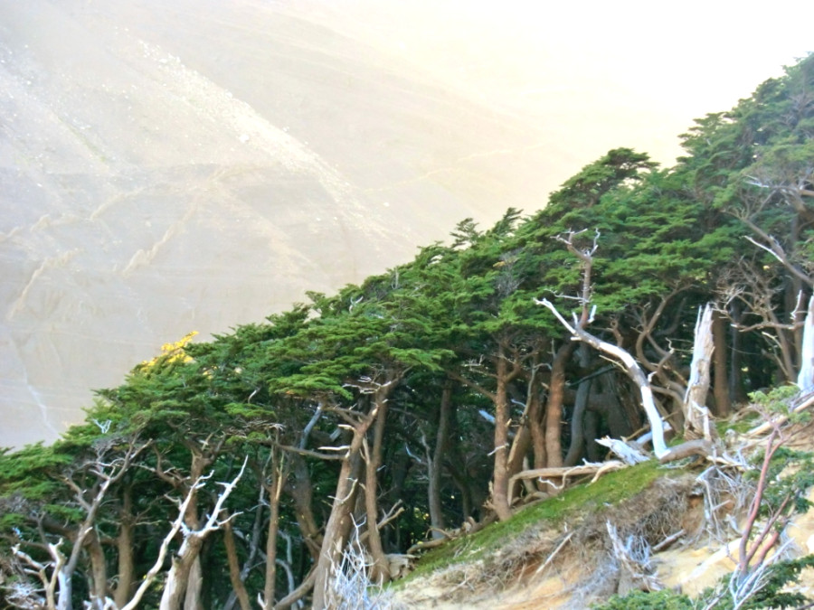 Первозданные леса из нотофагуса Первозданные леса из нотофагуса