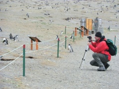 Колоня Магеллановых пингвинов на острове Магдалены (Чили) Колоня Магеллановых пингвинов на острове Магдалены (Чили)