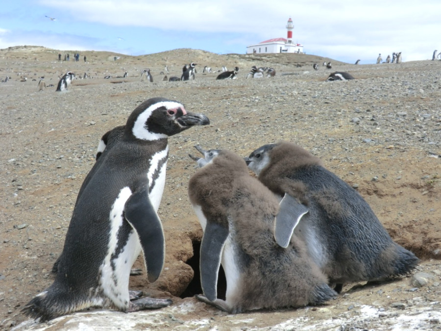 Кормление пингвинят но острове Магдалены Кормление пингвинят но острове Магдалены