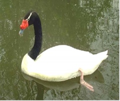 Черношейный лебедь Черношейный лебедь