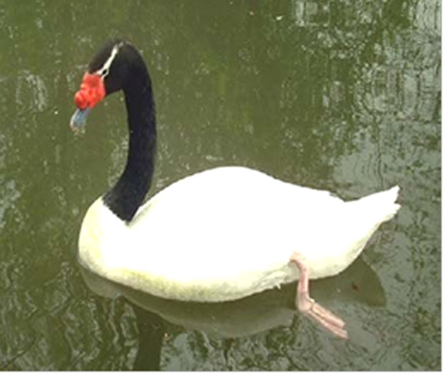 Черношейный лебедь Черношейный лебедь