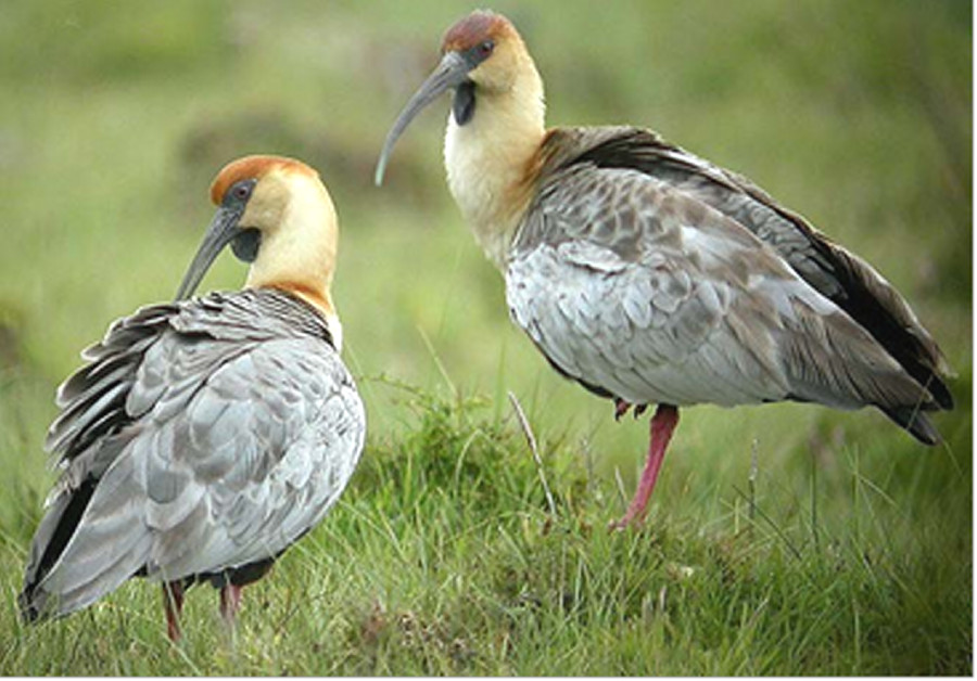 Чернолицый ибис Чернолицый ибис