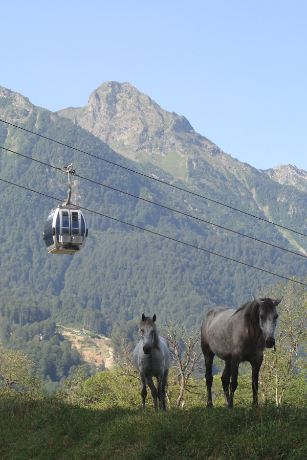 Красная Поляна после Олимпиады в Сочи стала популярным горнолыжным курортом Красная Поляна после Олимпиады в Сочи стала популярным горнолыжным курортом