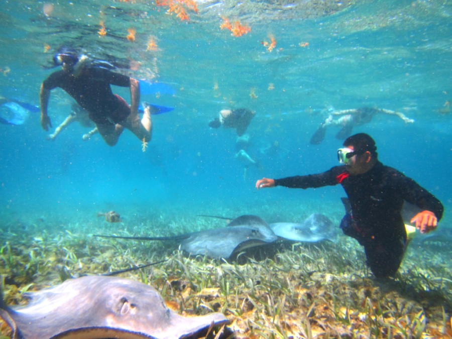 Подводный мир Белиза: погружение возле Мезо-Американского рифа Подводный мир Белиза: погружение возле Мезо-Американского рифа