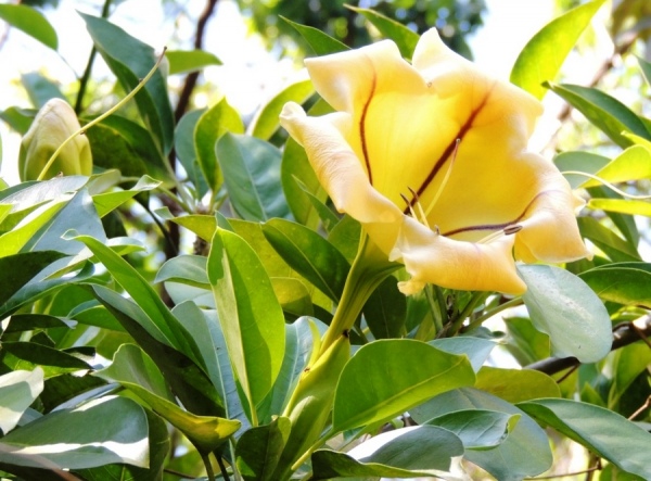 Brugmansia candila — Solanacea Brugmansia candila — Solanacea