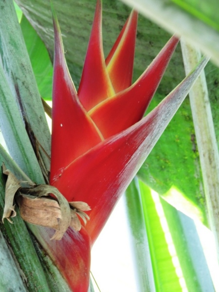 Tillandsia cyanea — Bromelaceae