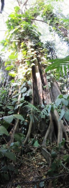 Ficus incidipa