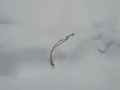 В центре Курска грабитель ювелирного магазина ронял в снег золотые цепочки